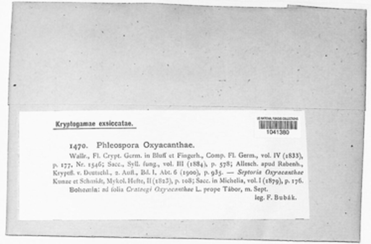 Phloeospora oxyacanthae image